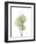 Bo Tree E111-Albert Koetsier-Framed Photographic Print