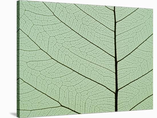 Bo Tree Leaf-Kevin Schafer-Stretched Canvas