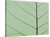 Bo Tree Leaf-Kevin Schafer-Stretched Canvas