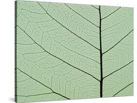 Bo Tree Leaf-Kevin Schafer-Stretched Canvas