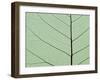 Bo Tree Leaf-Kevin Schafer-Framed Premium Photographic Print