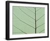 Bo Tree Leaf-Kevin Schafer-Framed Premium Photographic Print