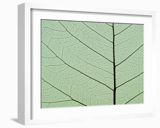 Bo Tree Leaf-Kevin Schafer-Framed Premium Photographic Print