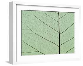 Bo Tree Leaf-Kevin Schafer-Framed Premium Photographic Print