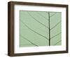 Bo Tree Leaf-Kevin Schafer-Framed Photographic Print