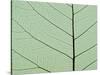 Bo Tree Leaf-Kevin Schafer-Stretched Canvas