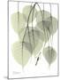 Bo Tree Nature-Albert Koetsier-Mounted Premium Giclee Print