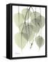 Bo Tree Nature-Albert Koetsier-Framed Stretched Canvas