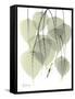 Bo Tree Nature-Albert Koetsier-Framed Stretched Canvas