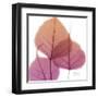 Bo Tree Pink Orange-Albert Koetsier-Framed Art Print