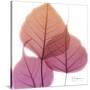 Bo Tree Pink Orange-Albert Koetsier-Stretched Canvas