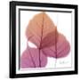 Bo Tree Pink Orange-Albert Koetsier-Framed Art Print