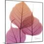 Bo Tree Pink Orange-Albert Koetsier-Mounted Premium Giclee Print