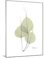Bo Tree Portrait-Albert Koetsier-Mounted Premium Giclee Print