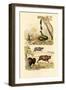 Boa, 1833-39-null-Framed Giclee Print