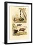 Boa, 1833-39-null-Framed Giclee Print