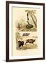 Boa, 1833-39-null-Framed Giclee Print