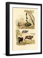 Boa, 1833-39-null-Framed Premium Giclee Print