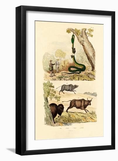 Boa, 1833-39-null-Framed Premium Giclee Print