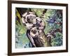 Boa Constrictor (Boa Constrictor), Boidae-null-Framed Giclee Print