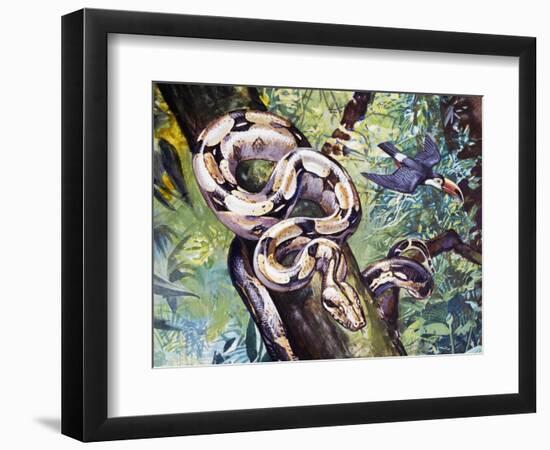 Boa Constrictor (Boa Constrictor), Boidae-null-Framed Premium Giclee Print