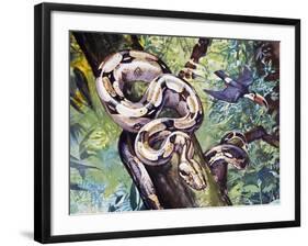 Boa Constrictor (Boa Constrictor), Boidae-null-Framed Giclee Print