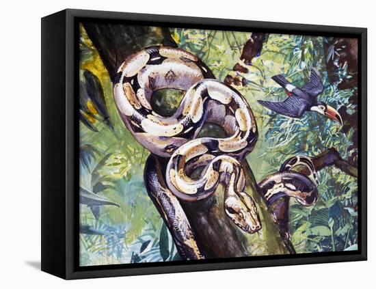 Boa Constrictor (Boa Constrictor), Boidae-null-Framed Stretched Canvas