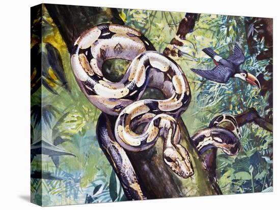 Boa Constrictor (Boa Constrictor), Boidae-null-Stretched Canvas