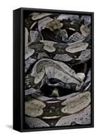 Boa Constrictor Constrictor-Paul Starosta-Framed Stretched Canvas