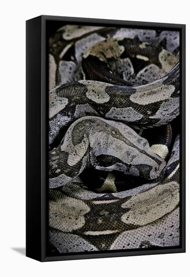 Boa Constrictor Constrictor-Paul Starosta-Framed Stretched Canvas