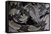 Boa Constrictor Constrictor-Paul Starosta-Framed Stretched Canvas