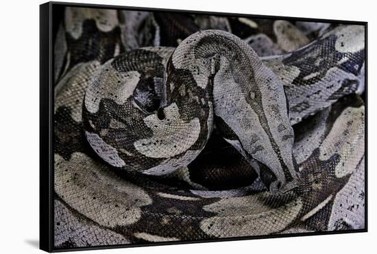 Boa Constrictor Constrictor-Paul Starosta-Framed Stretched Canvas