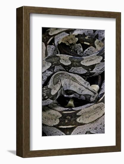 Boa Constrictor Constrictor-Paul Starosta-Framed Photographic Print