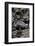 Boa Constrictor Constrictor-Paul Starosta-Framed Photographic Print