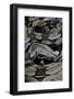 Boa Constrictor Constrictor-Paul Starosta-Framed Photographic Print