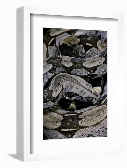 Boa Constrictor Constrictor-Paul Starosta-Framed Photographic Print