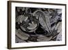 Boa Constrictor Constrictor-Paul Starosta-Framed Photographic Print