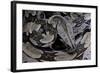 Boa Constrictor Constrictor-Paul Starosta-Framed Photographic Print