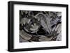 Boa Constrictor Constrictor-Paul Starosta-Framed Photographic Print