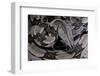 Boa Constrictor Constrictor-Paul Starosta-Framed Photographic Print