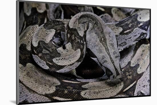 Boa Constrictor Constrictor-Paul Starosta-Mounted Photographic Print