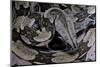 Boa Constrictor Constrictor-Paul Starosta-Mounted Photographic Print