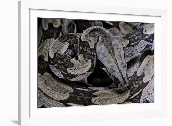 Boa Constrictor Constrictor-Paul Starosta-Framed Photographic Print