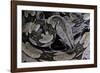 Boa Constrictor Constrictor-Paul Starosta-Framed Photographic Print