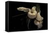 Boa Constrictor F. Albino-Paul Starosta-Framed Stretched Canvas