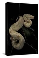 Boa Constrictor F. Albino-Paul Starosta-Stretched Canvas