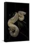 Boa Constrictor F. Albino-Paul Starosta-Framed Stretched Canvas