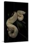 Boa Constrictor F. Albino-Paul Starosta-Stretched Canvas