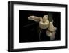 Boa Constrictor F. Albino-Paul Starosta-Framed Photographic Print