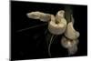 Boa Constrictor F. Albino-Paul Starosta-Mounted Photographic Print